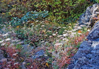 S�K���t�߂�