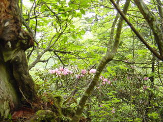 �s���N�̐Γ��