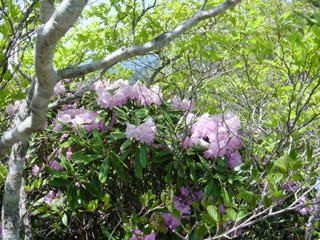 ���J�̃V���N�i�Q