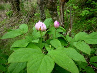 �ω����䉖�