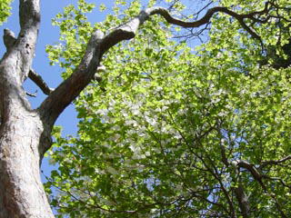 ����o�b�N��