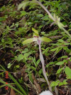 ����̃V��������