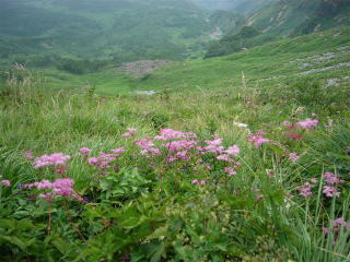 �V���c�P�\�E