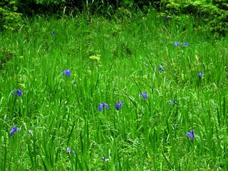 ���q���J����