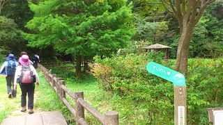 すいれん池