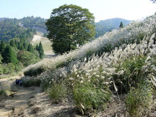 ���_�X�L�[��̃X�X�L