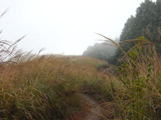 �R�����̃X�X�L�쌴