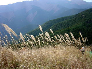 �R���t�߂̃X�X�L