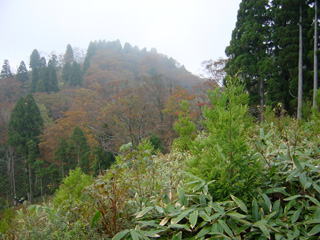 ���R�T���H���̂P