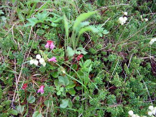 �C���J�K�~�Ƀc�K�U�N��