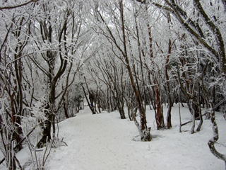 ���X�̃g���l��