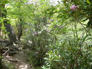 �V���N�i�Q�̃g���l��