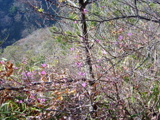 �R�o�m�~�c�o�c�c�W