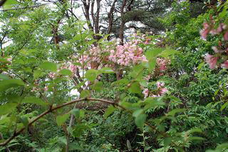 ���c�̃c�c�W