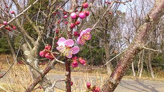 梅の花