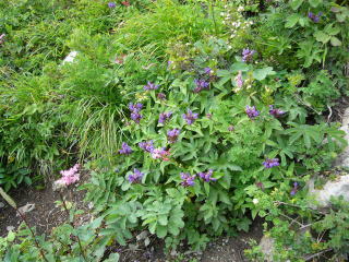 �E�c�{�O�T