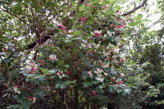 �E�c�M�̉�