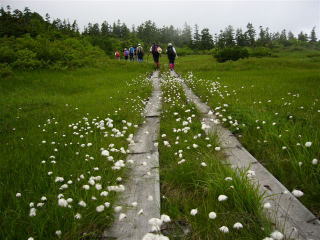 �����V�猴�̃��^�X�Q