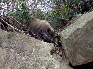 ������̃C�m�V�V