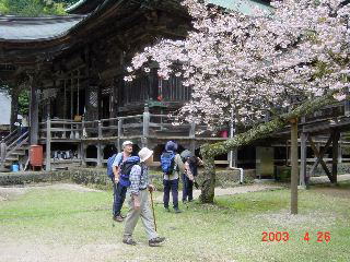 松尾寺の八重桜