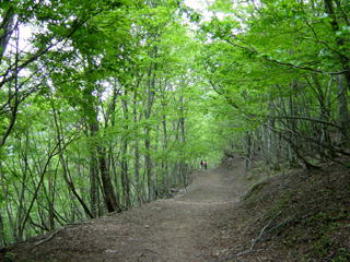 ���R�ȉ��΂��̓�