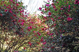 �ւ̃g���l����